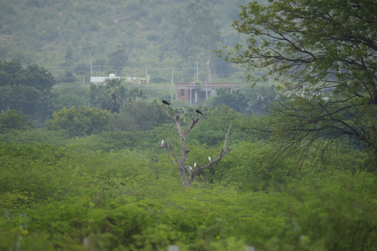 Asian Woolly-necked Stork - ML646242279