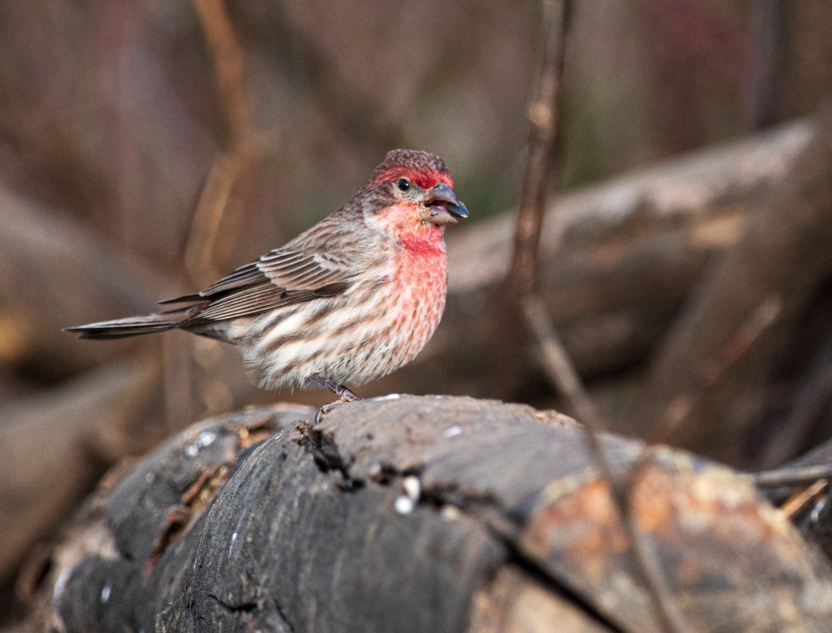 House Finch - ML646242282