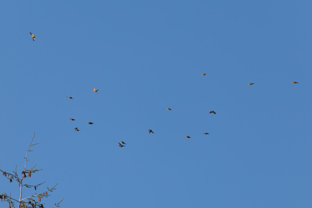 Red Crossbill - ML646242285