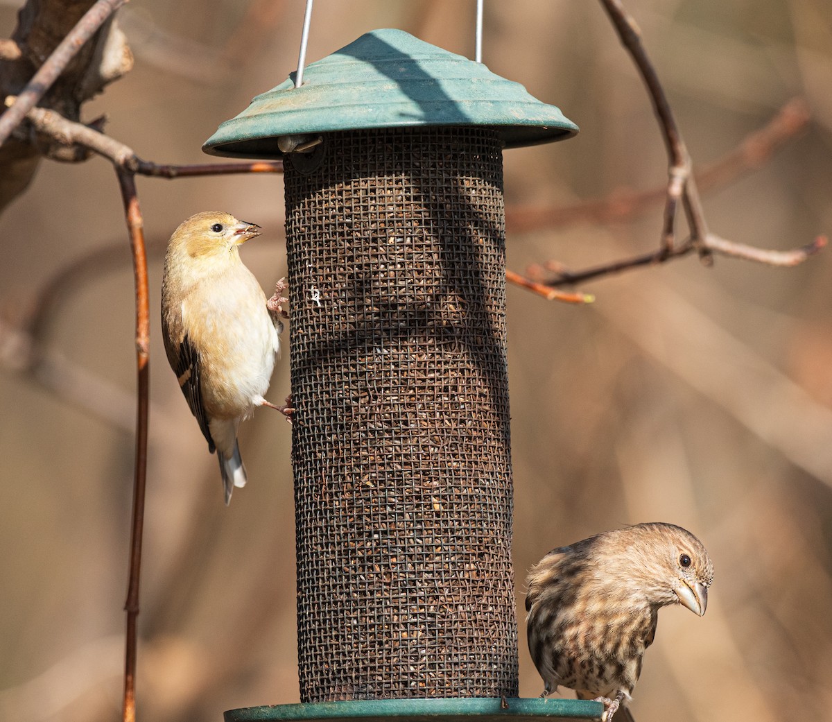 American Goldfinch - ML646242288