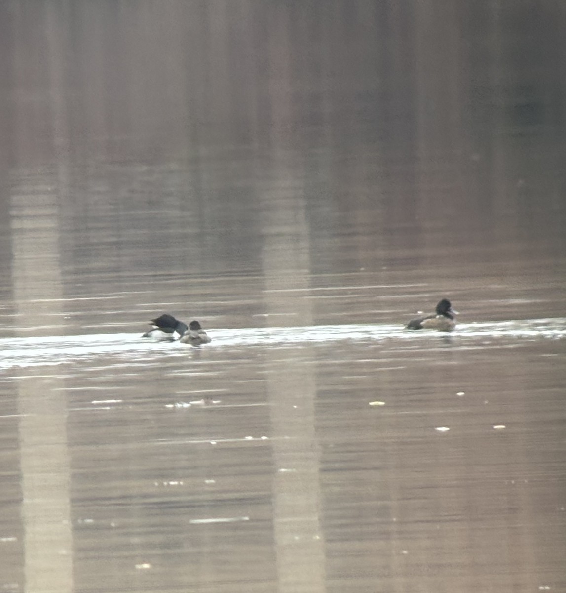 Lesser Scaup - ML646242289