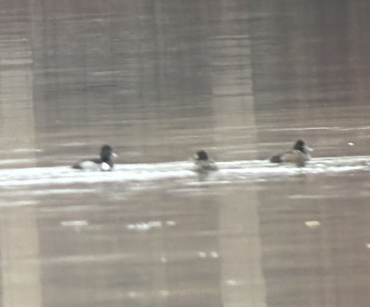 Lesser Scaup - ML646242290