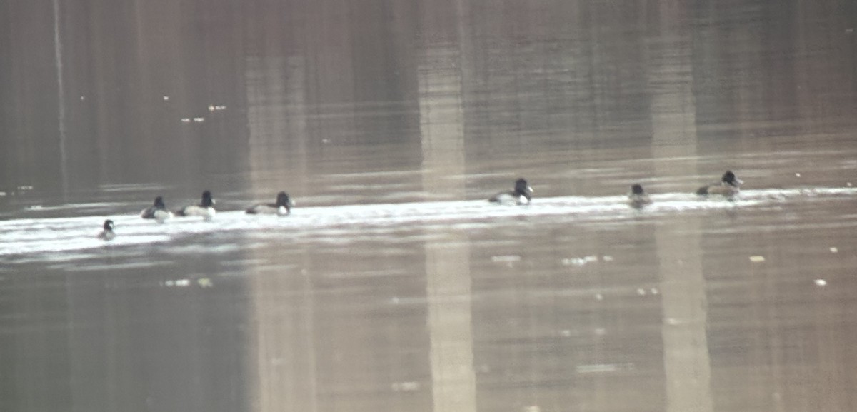 Lesser Scaup - ML646242291