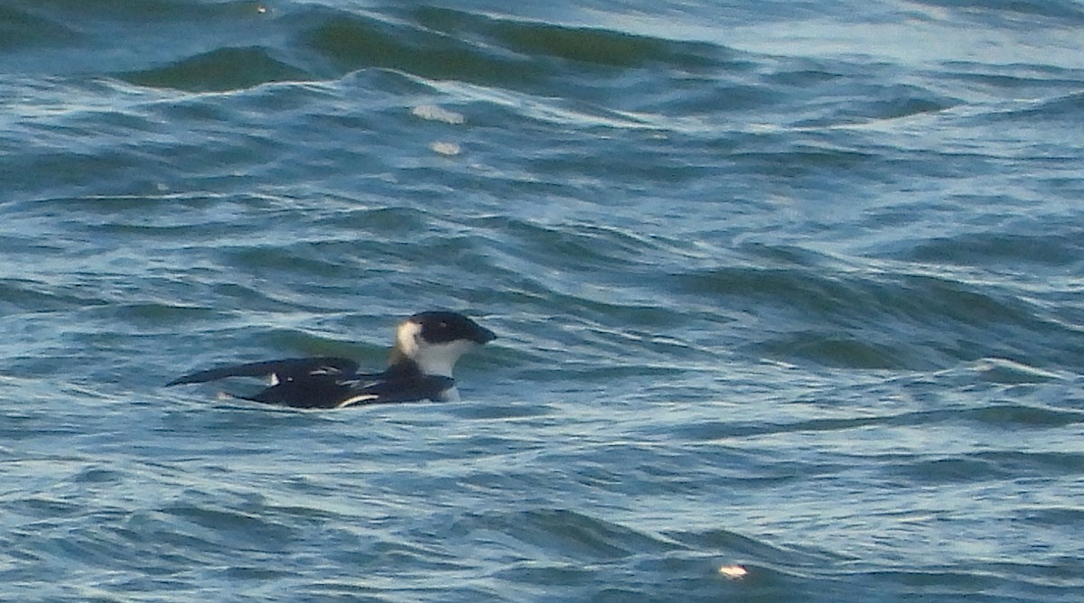 Dovekie - ML646242292