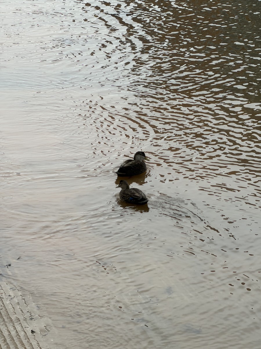 American Black Duck - ML646242293