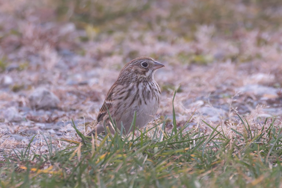 Vesper Sparrow - ML646242295