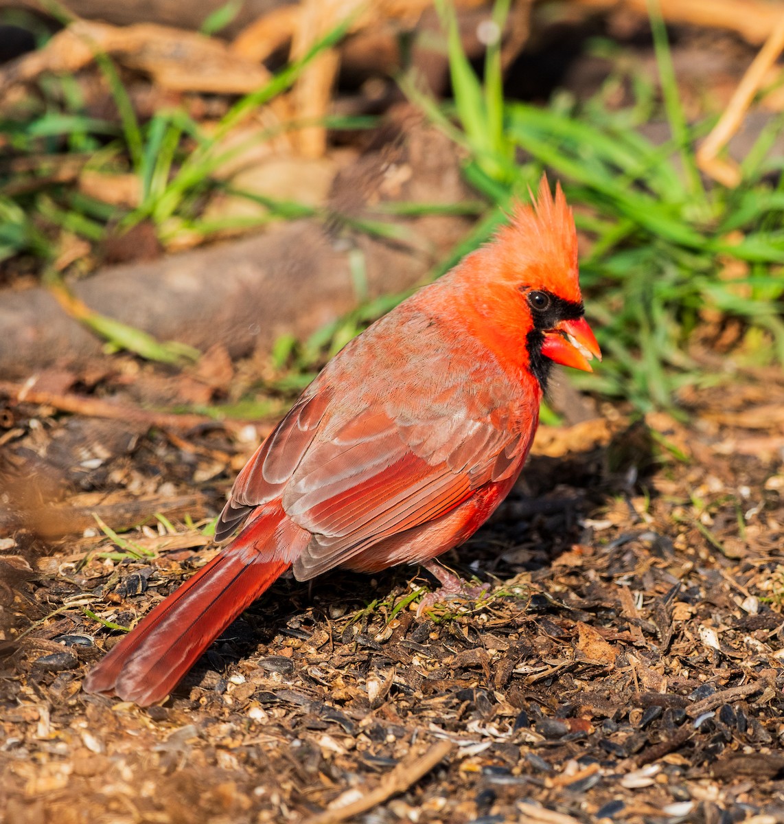 Northern Cardinal - ML646242297