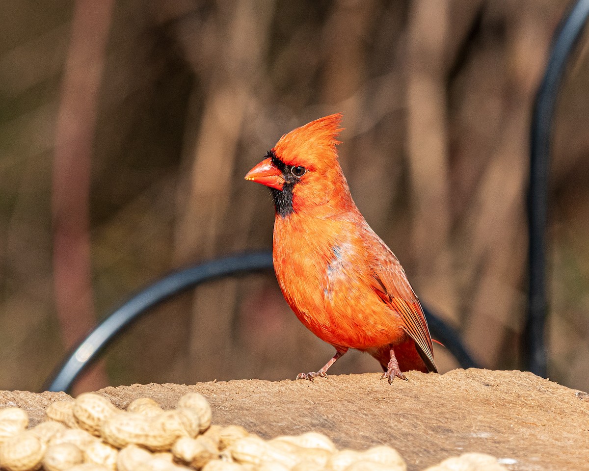 Northern Cardinal - ML646242298
