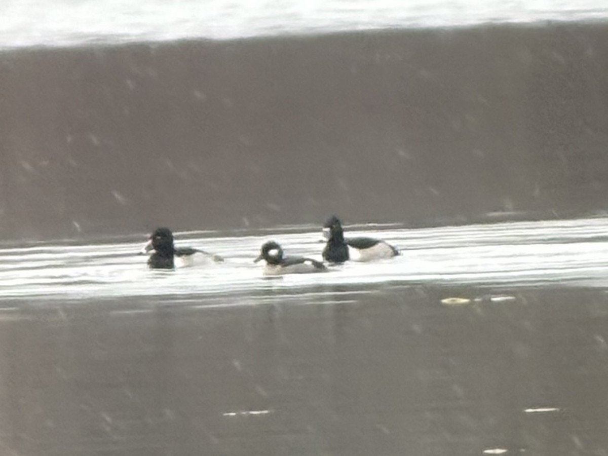 Bufflehead - ML646242301