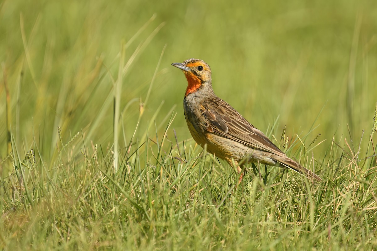Orange-throated Longclaw - ML646242302