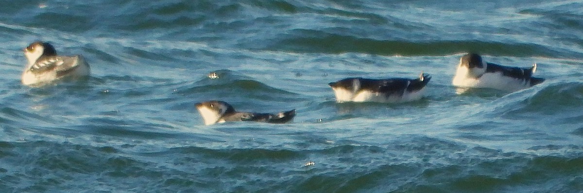 Dovekie - ML646242304