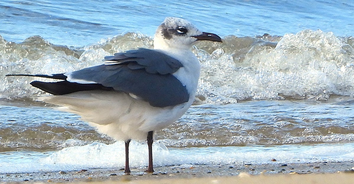 Laughing Gull - ML646242307