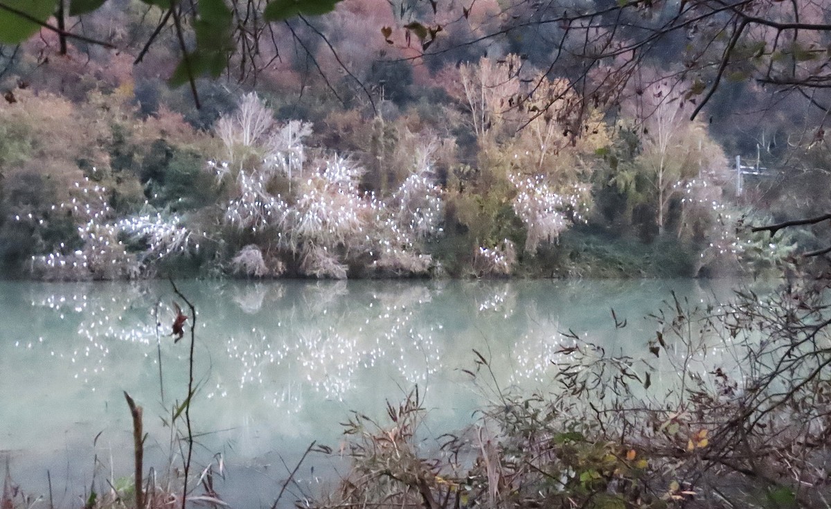 Western Cattle-Egret - ML646242308