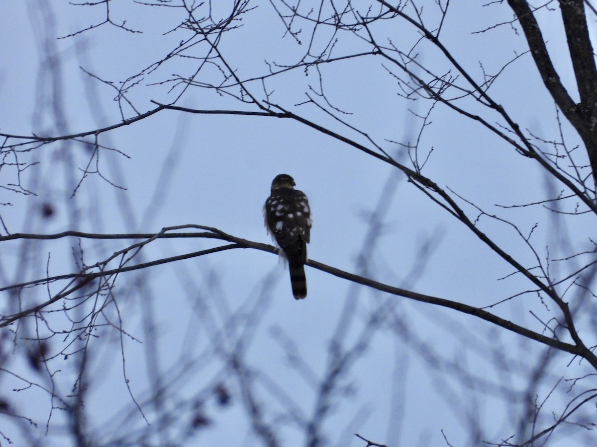 Sharp-shinned Hawk - ML646242309