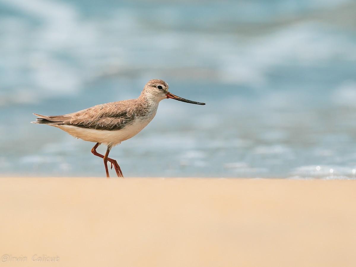 Terek Sandpiper - ML646242310