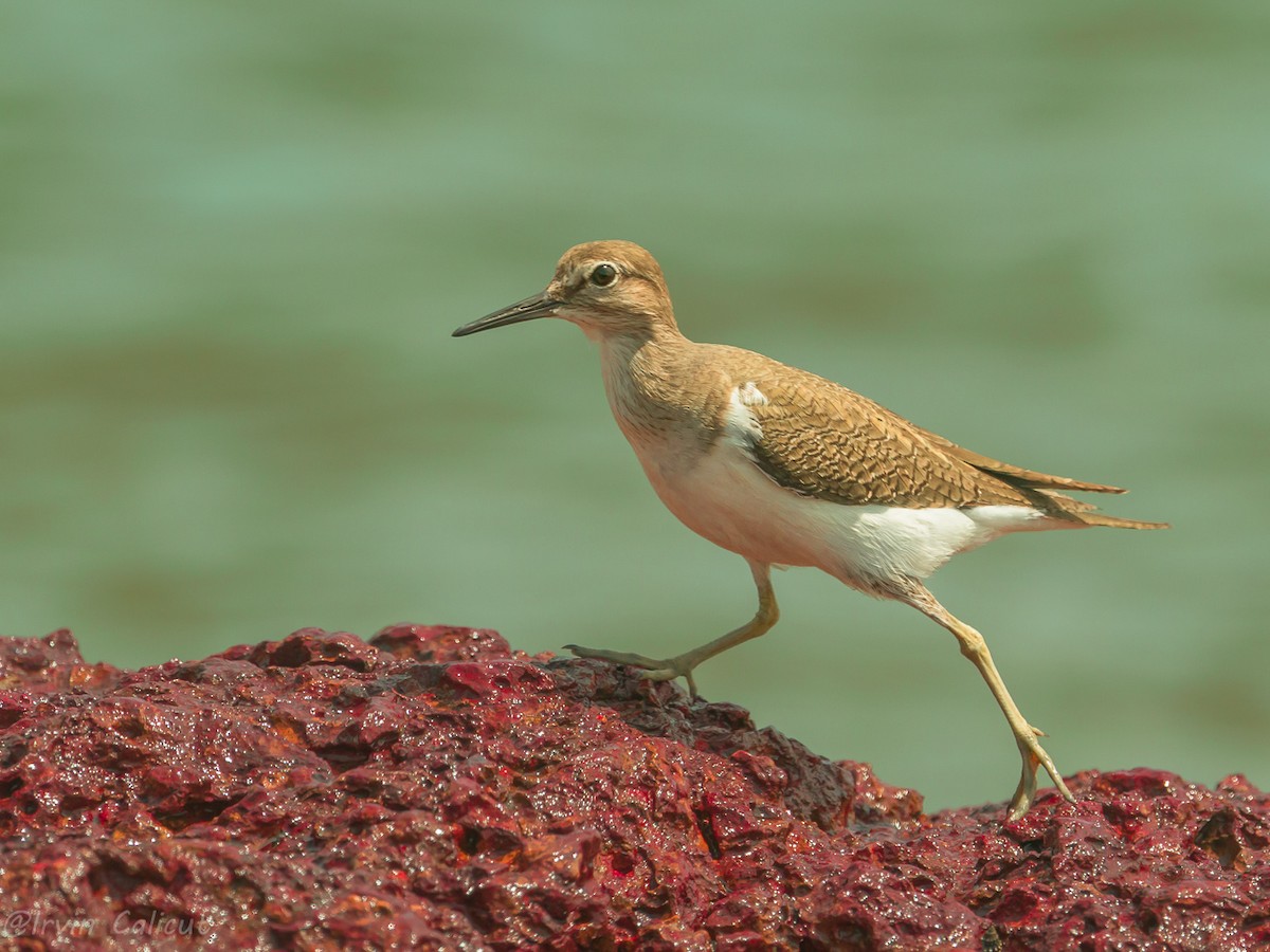 Common Sandpiper - ML646242311