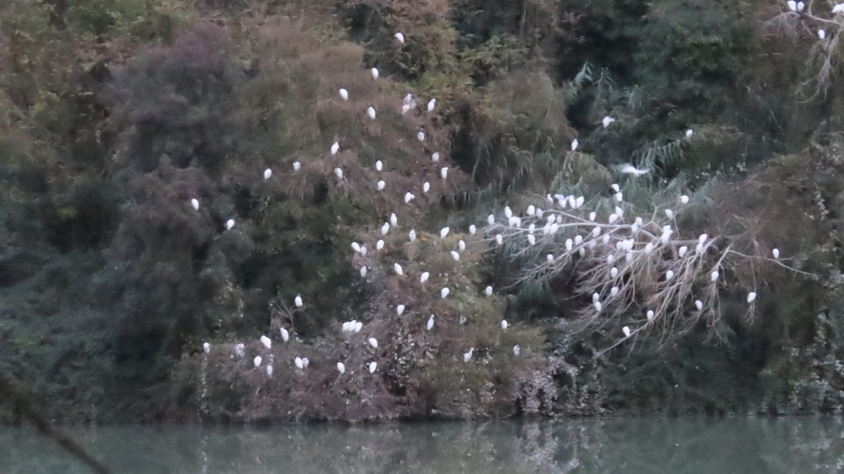 Western Cattle-Egret - ML646242313