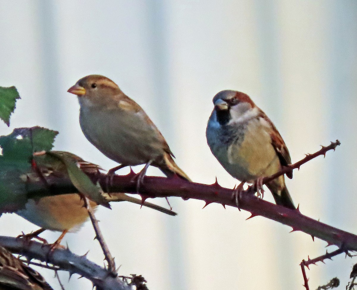 House Sparrow - ML646242315