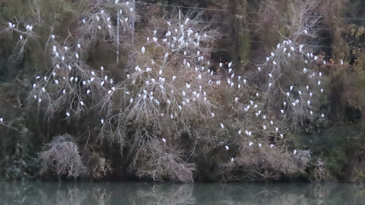 Western Cattle-Egret - ML646242316