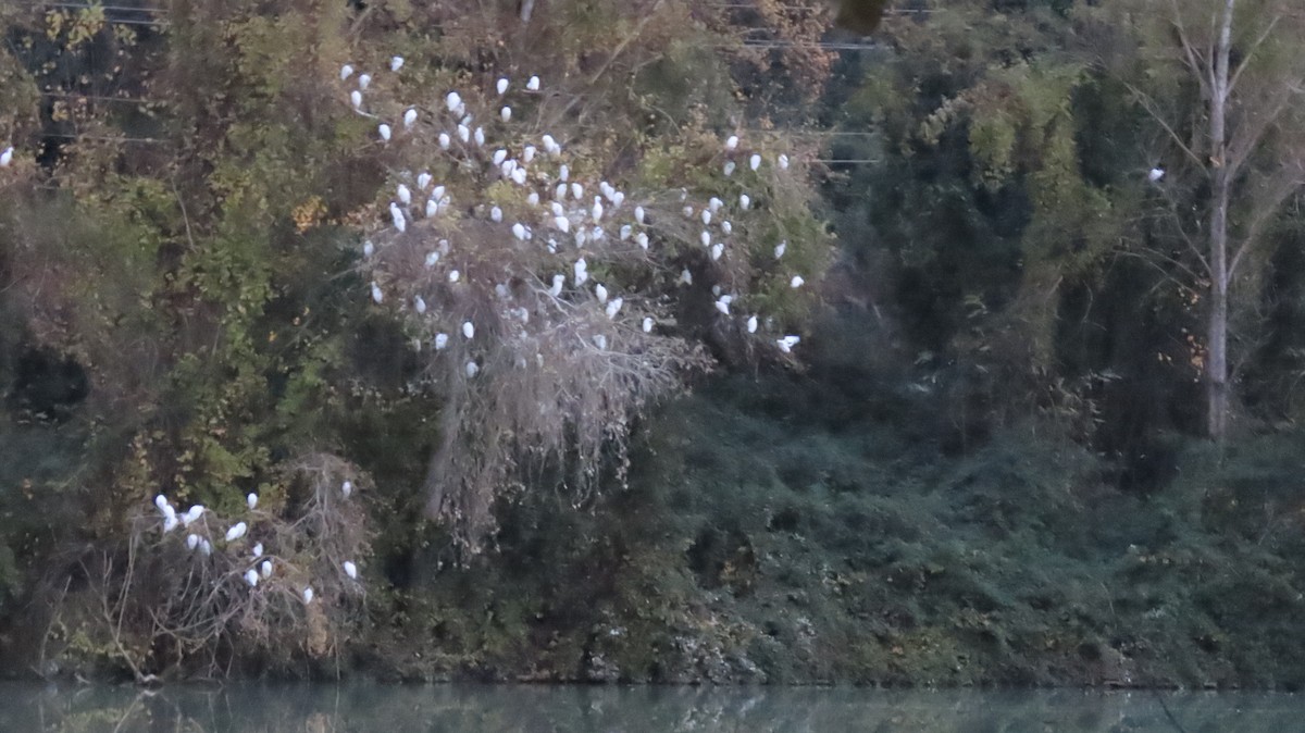 Western Cattle-Egret - ML646242317