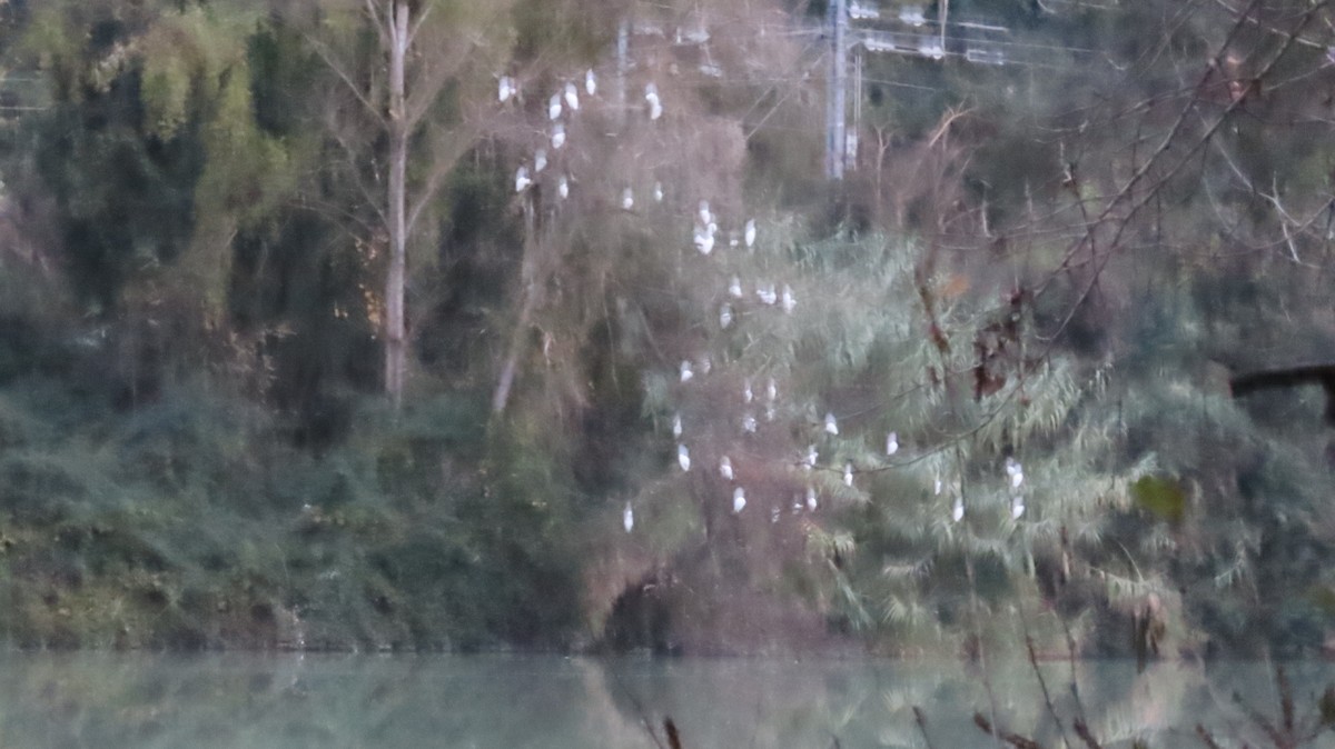 Western Cattle-Egret - ML646242318