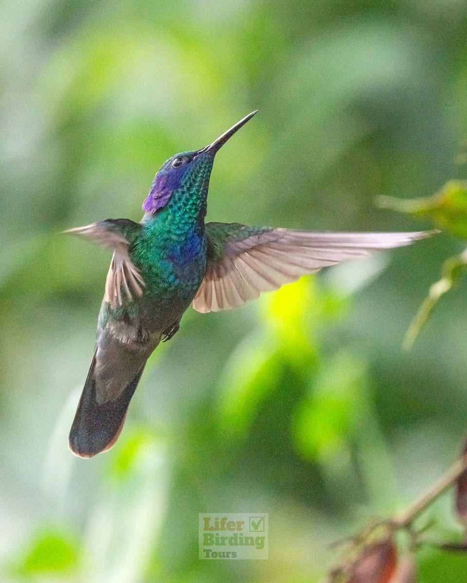 Mexican Violetear - ML646242325