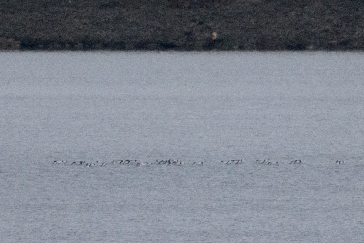 Pied Avocet - ML646242328