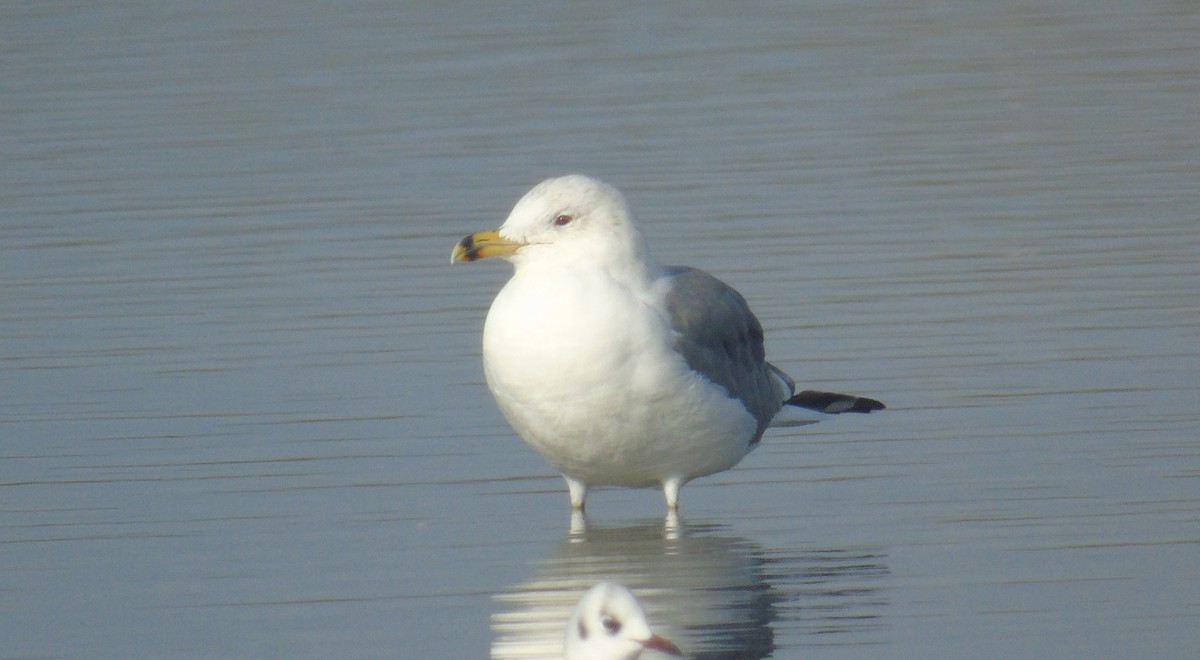 Kaio armeniarra - ML646242329