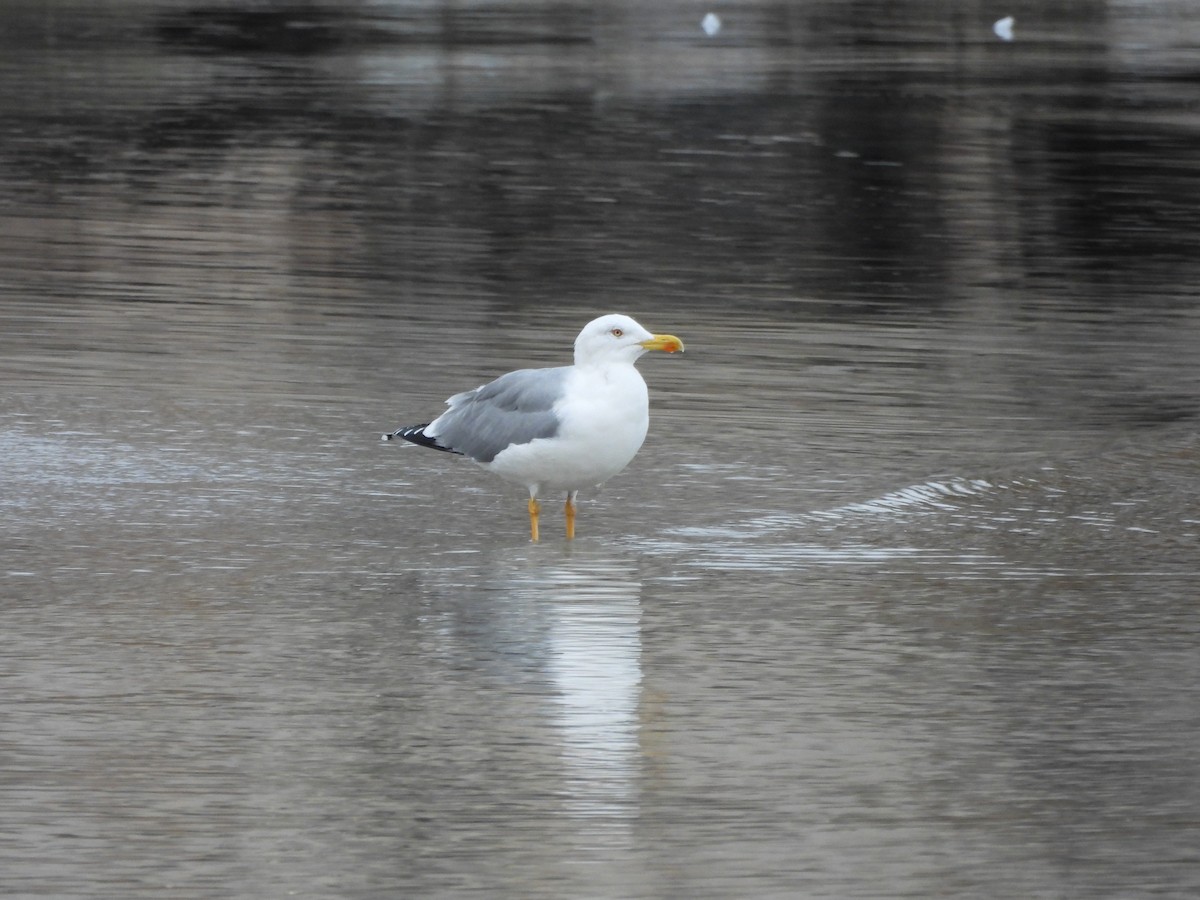 Yellow-legged Gull - ML646242330
