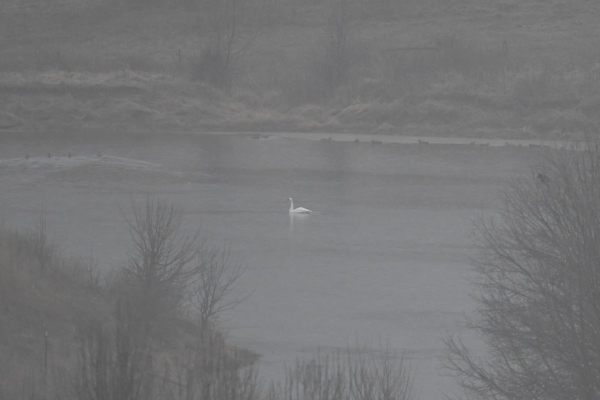 Tundra Swan - ML646242331