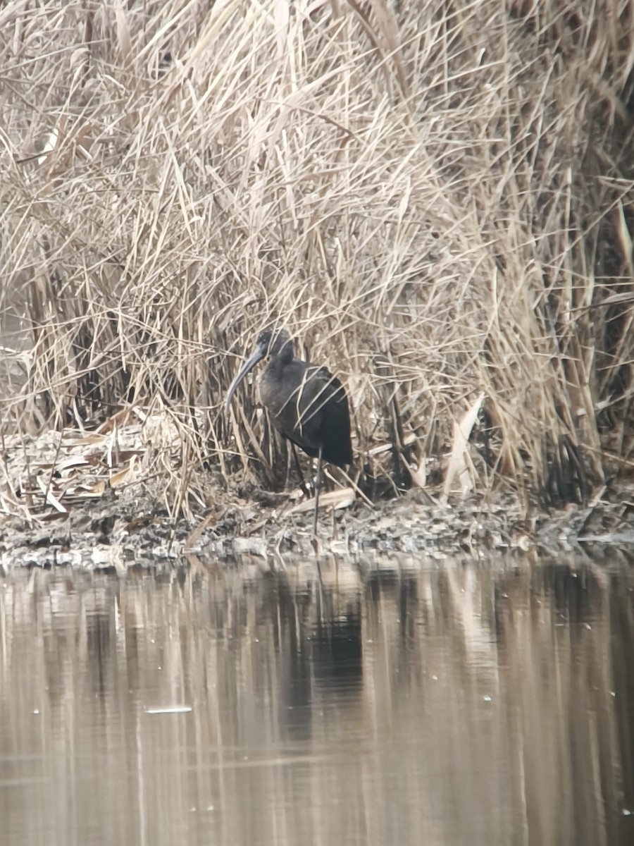 Mignattaio - ML646242334