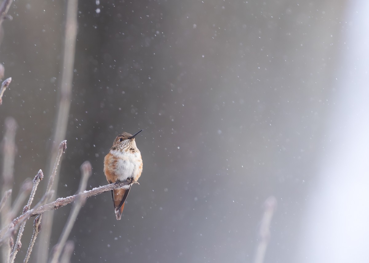 Rufous Hummingbird - ML646242341