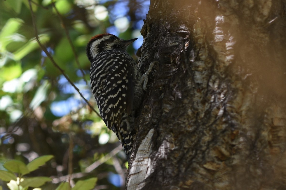 Striped Woodpecker - ML646242350