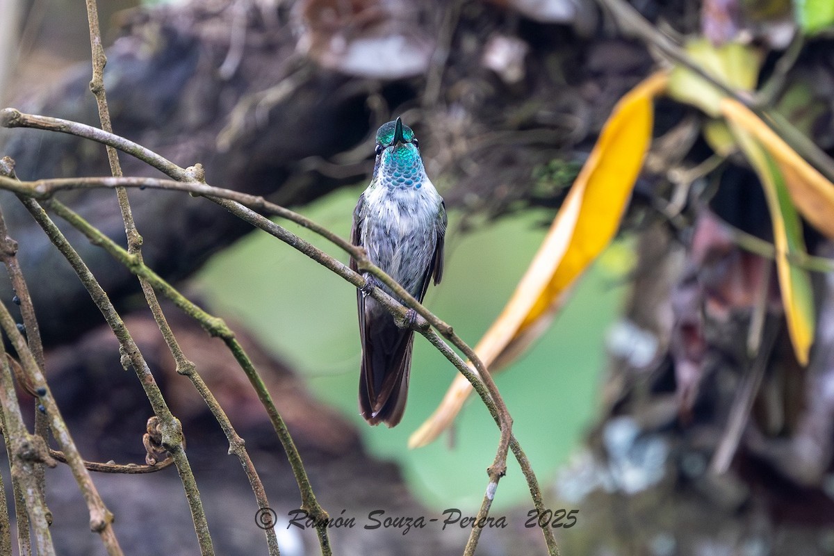 Green-throated Mountain-gem - ML646242359