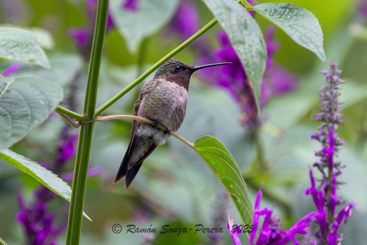 Ruby-throated Hummingbird - ML646242377