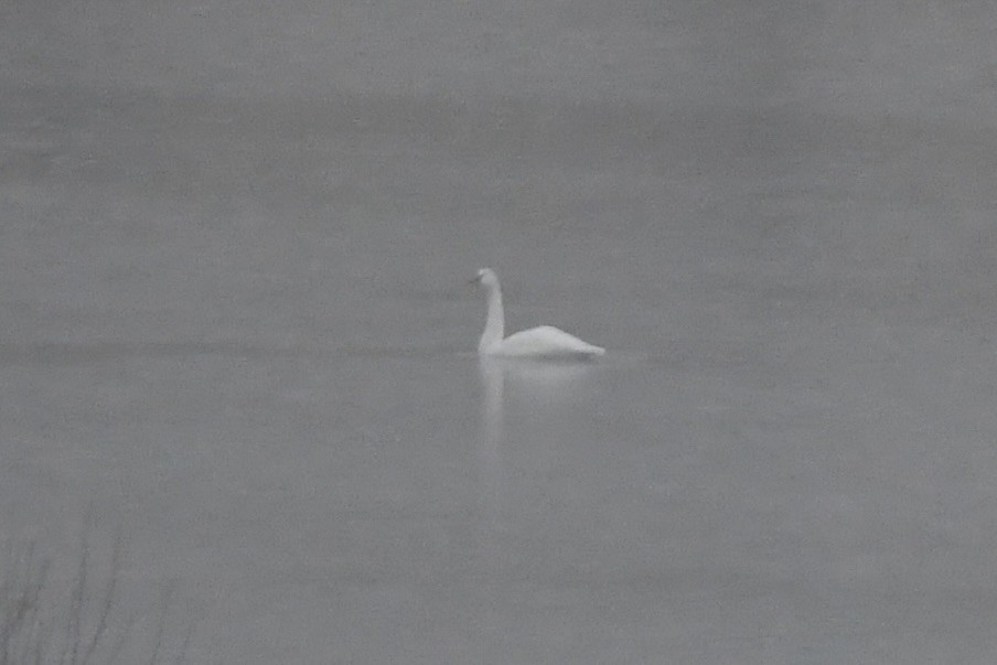 Tundra Swan - ML646242391