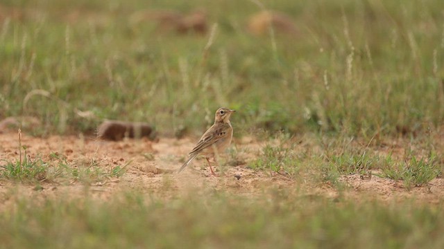 Рисовой конёк - ML646242396