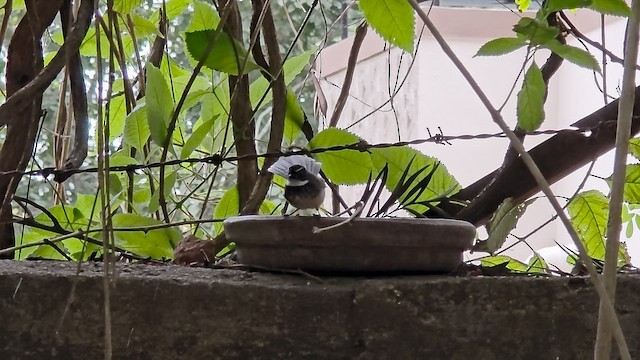 Spot-breasted Fantail - ML646242397