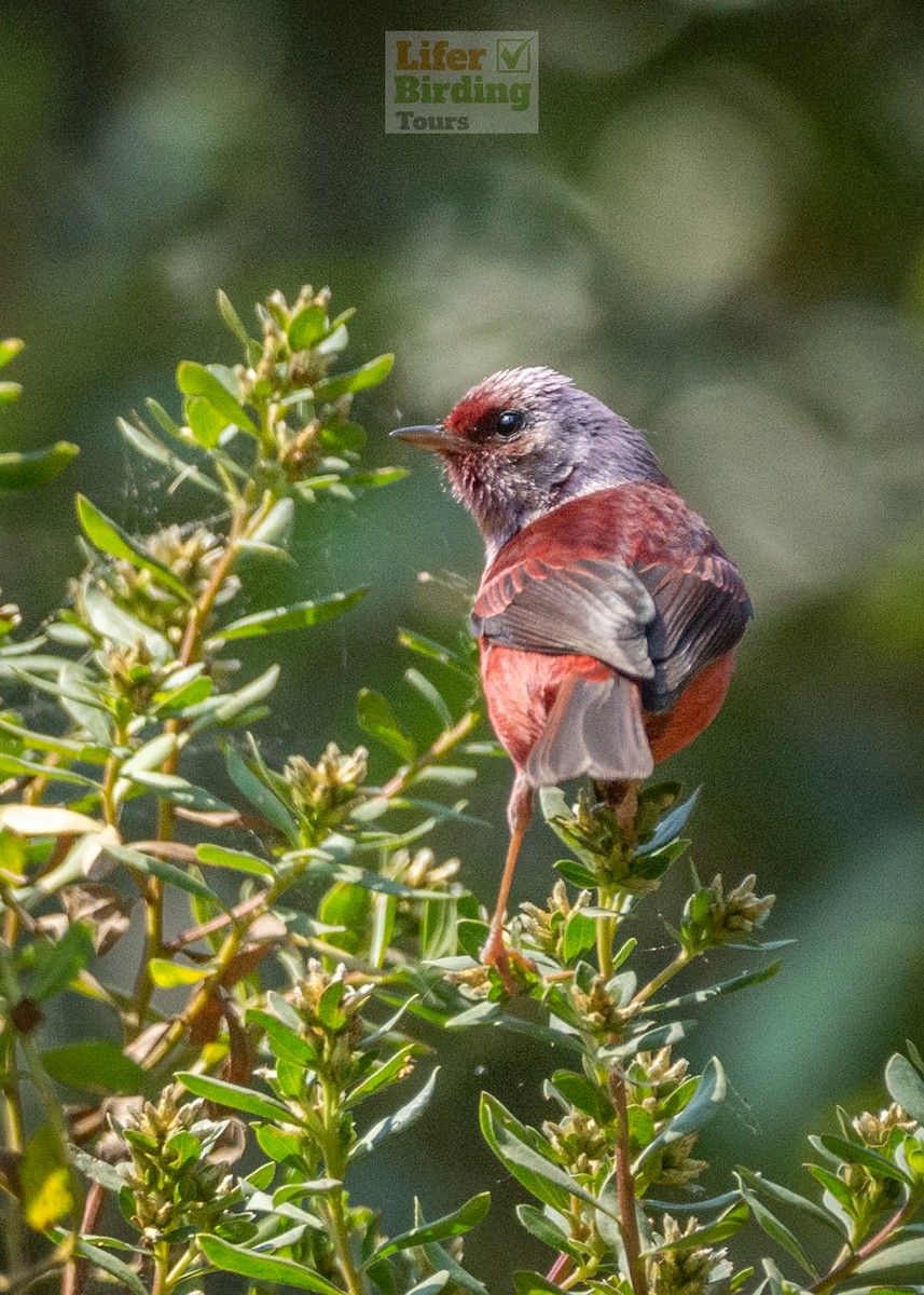 rosenparula - ML646242400