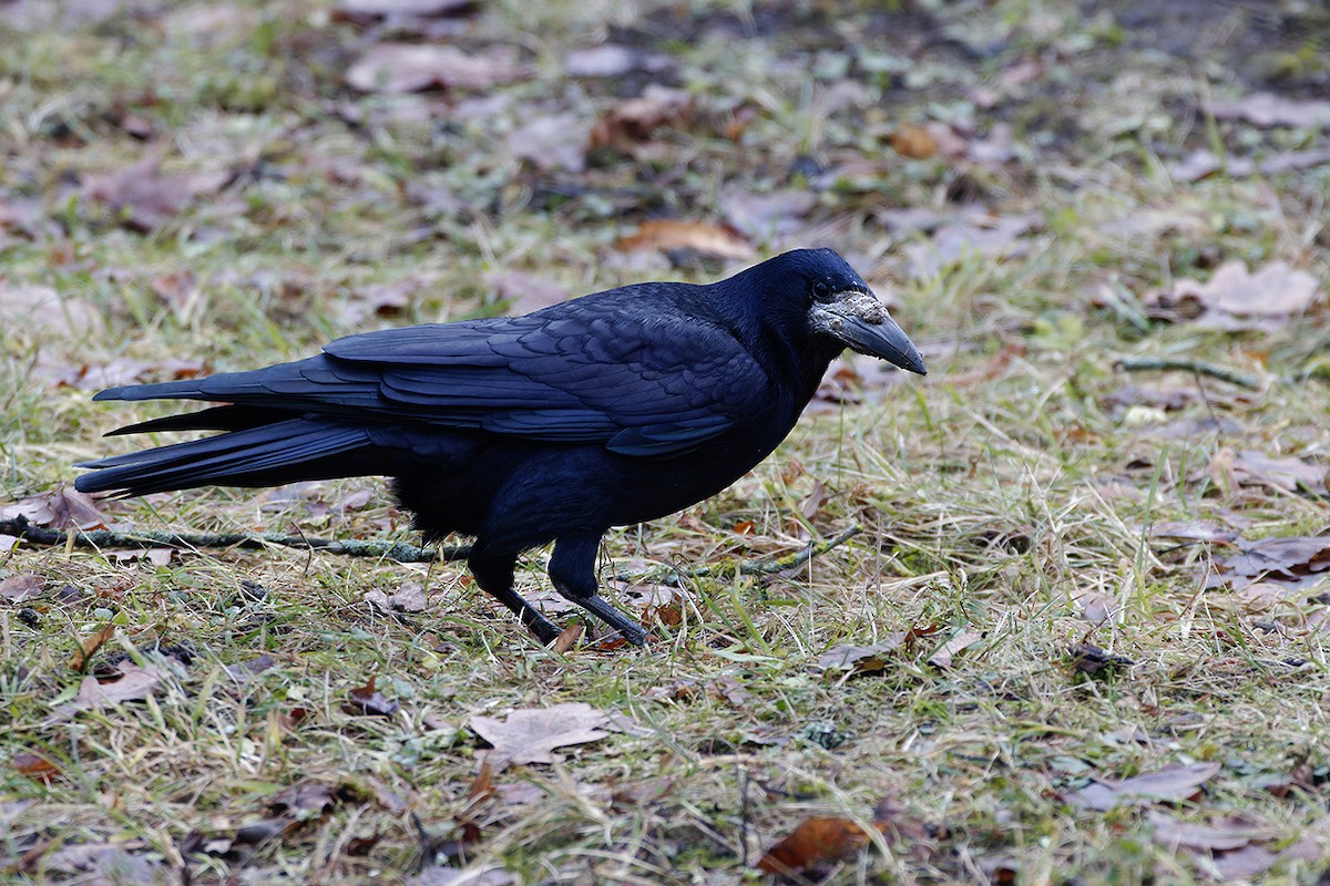 Ekin Kargası - ML646242401