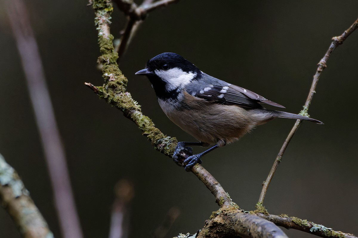 Coal Tit - ML646242402