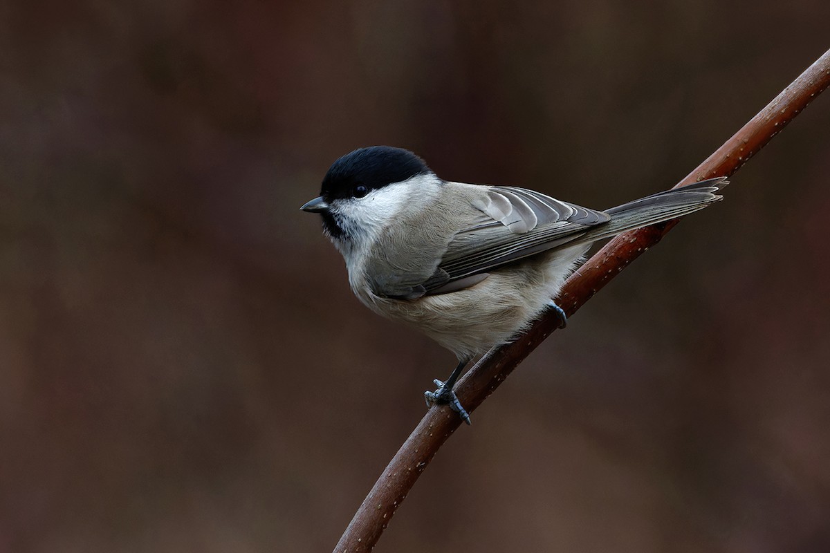 Marsh Tit - ML646242405