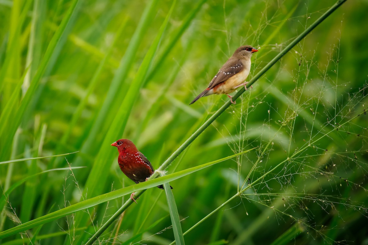 Red Avadavat - ML646242406