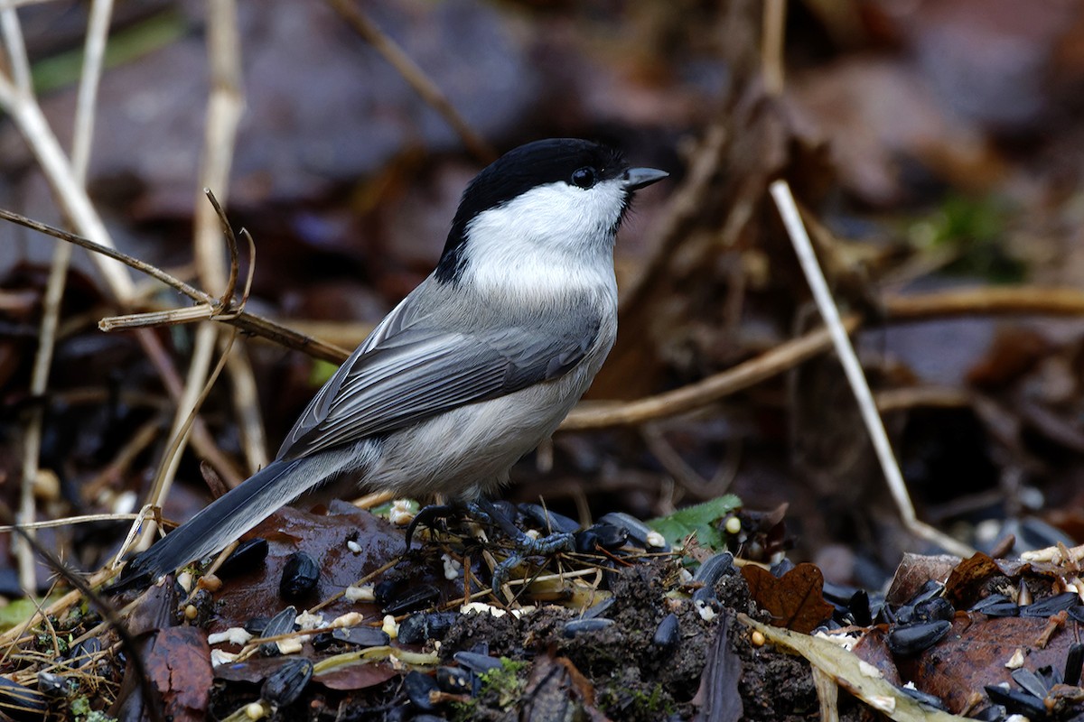 Mésange boréale - ML646242408