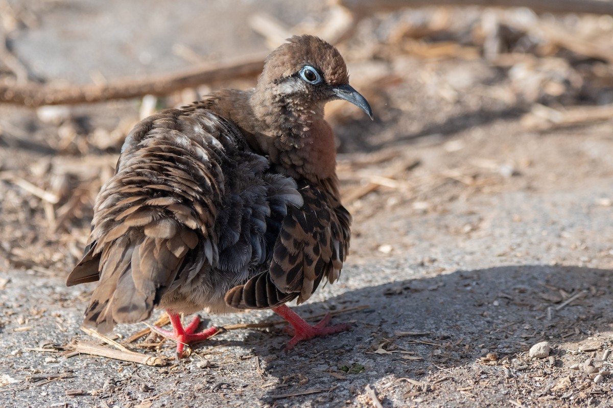 Galapagos Dove - ML646242409