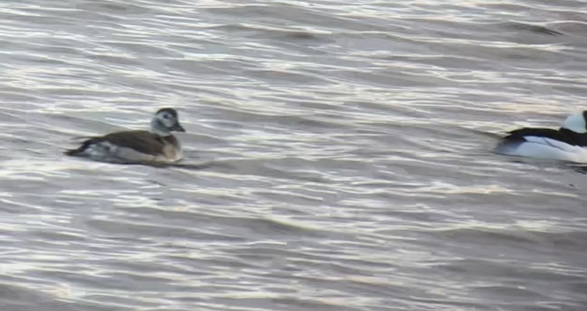Long-tailed Duck - ML646242411