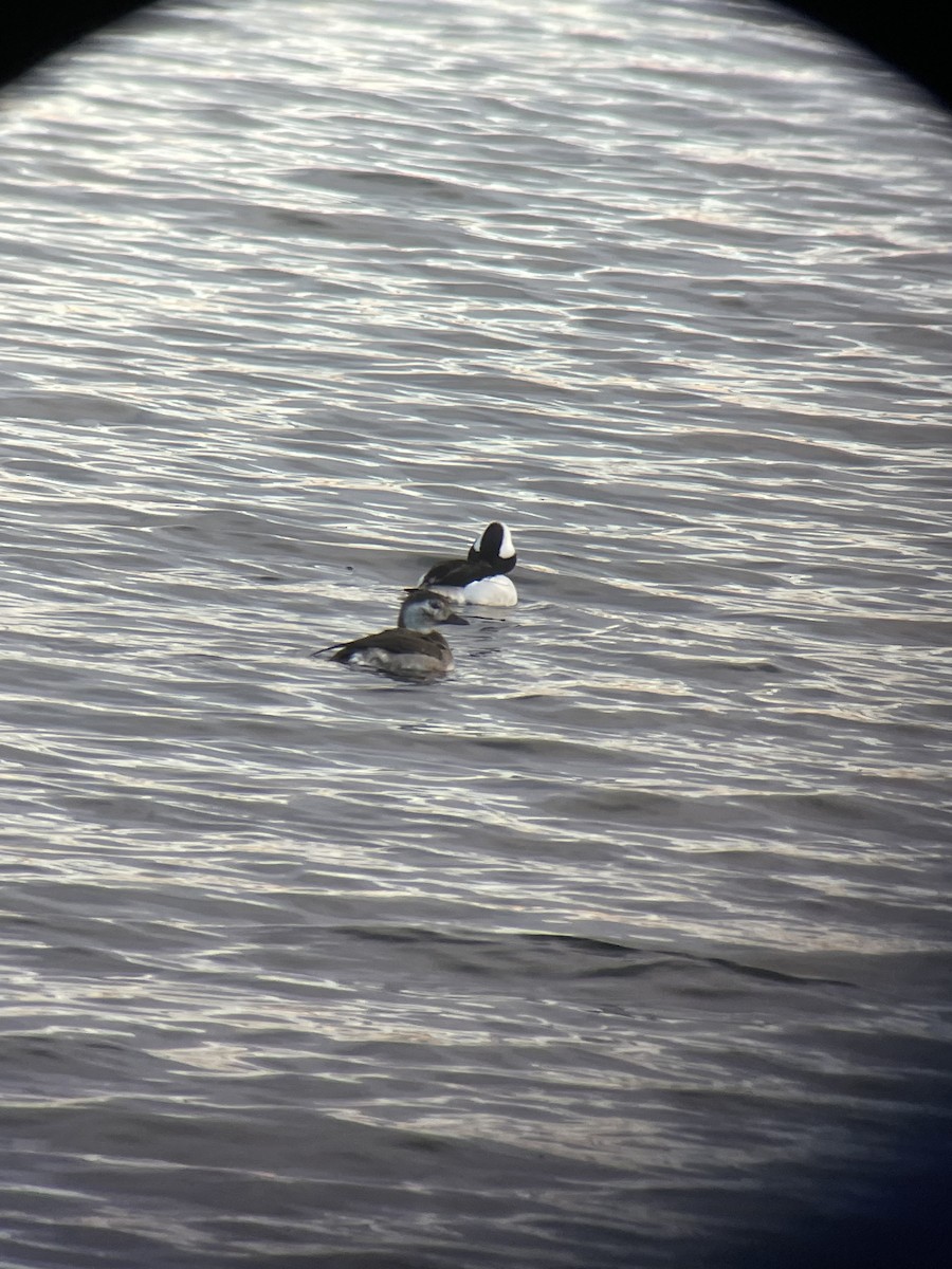 Long-tailed Duck - ML646242412