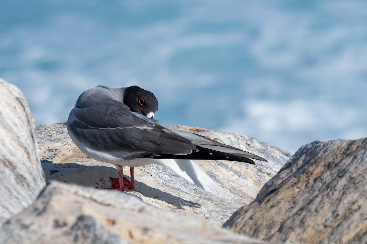 Мартин галапагоський - ML646242414