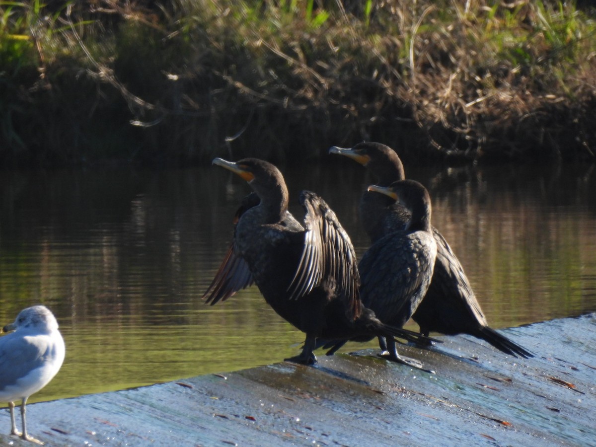 Cormoran à aigrettes - ML646242415