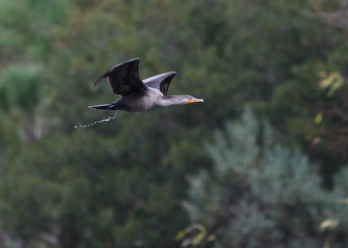 Cormoran à aigrettes - ML646242416